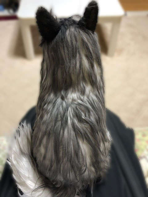 動物,犬,猫,しつけ,飼い方,育て方,病気,健康