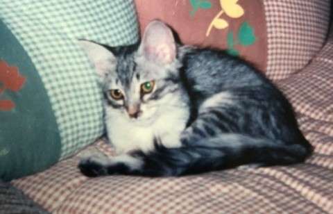 動物,犬,猫,しつけ,飼い方,育て方,病気,健康