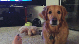 動物,犬,猫,しつけ,飼い方,育て方,病気,健康