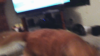 動物,犬,猫,しつけ,飼い方,育て方,病気,健康