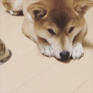 動物,犬,猫,しつけ,飼い方,育て方,病気,健康