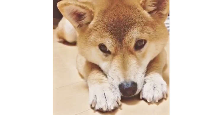 ご飯を遠慮がちにおねだりする柴犬ちゃん。仕草や表情のかわいさに、胸キュンが止まらない(*´Д`)!!