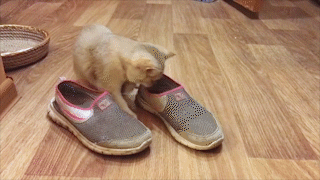 動物,犬,猫,しつけ,飼い方,育て方,病気,健康