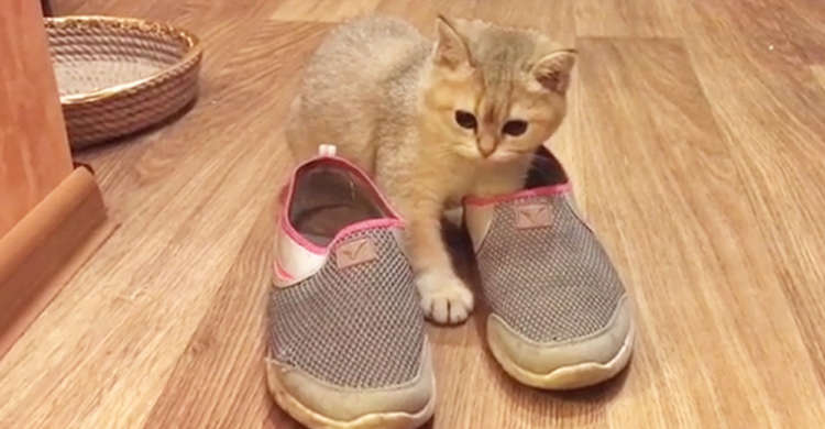 気になる靴を見つけ、サイズやにおいを入念にチェックする猫さん♪ その結果は…(/ω・\)? 40秒
