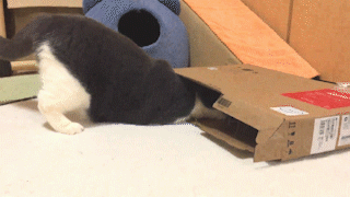 動物,犬,猫,しつけ,飼い方,育て方,病気,健康
