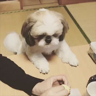 動物,犬,猫,しつけ,飼い方,育て方,病気,健康