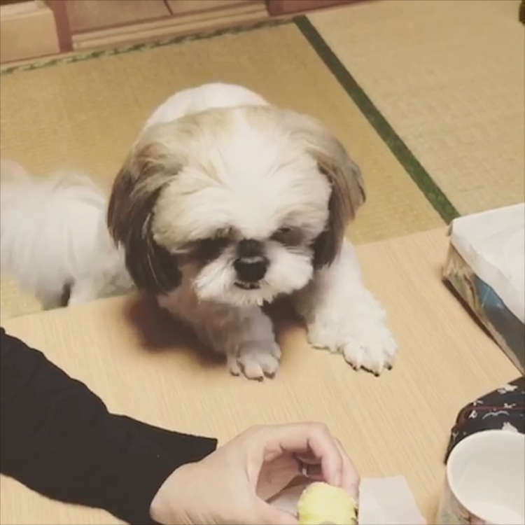 動物,犬,猫,しつけ,飼い方,育て方,病気,健康
