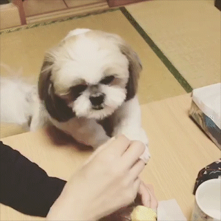 動物,犬,猫,しつけ,飼い方,育て方,病気,健康