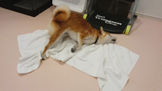 動物,犬,猫,しつけ,飼い方,育て方,病気,健康
