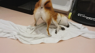 動物,犬,猫,しつけ,飼い方,育て方,病気,健康