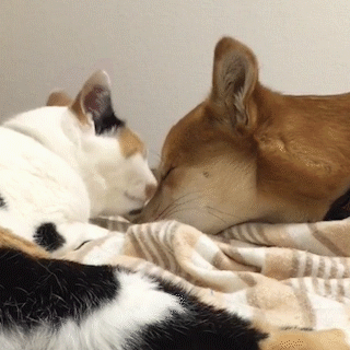 動物,犬,猫,しつけ,飼い方,育て方,病気,健康