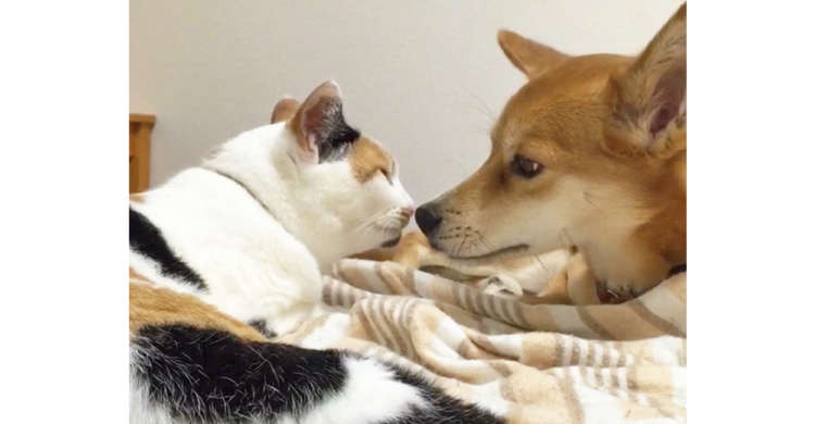 ワンコのお鼻やほっぺを何度もペロペロ! 気持ちがギュッとつまった、ニャンコの愛情表現…♡(30秒)