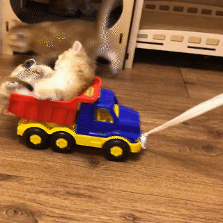 動物,犬,猫,しつけ,飼い方,育て方,病気,健康