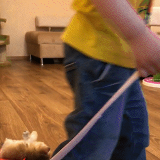 動物,犬,猫,しつけ,飼い方,育て方,病気,健康