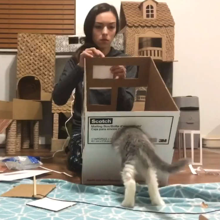 動物,犬,猫,しつけ,飼い方,育て方,病気,健康