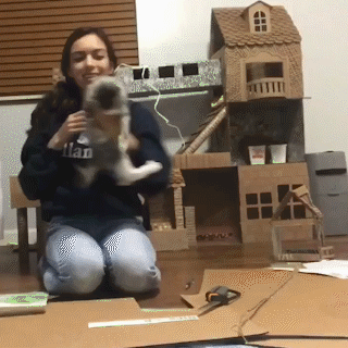 動物,犬,猫,しつけ,飼い方,育て方,病気,健康