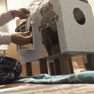 動物,犬,猫,しつけ,飼い方,育て方,病気,健康