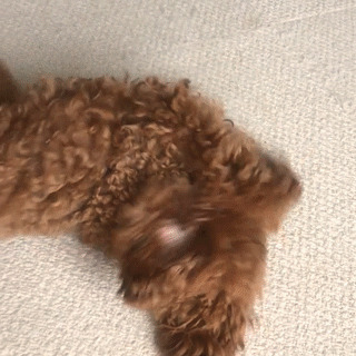 動物,犬,猫,しつけ,飼い方,育て方,病気,健康