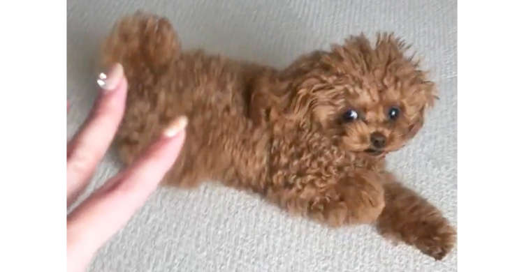 毎朝、飼い主さんに「おはよう」するワンコ。その挨拶は…一発で目が覚めるような激しさだった(゚д゚)!