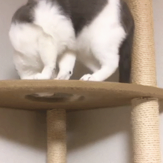動物,犬,猫,しつけ,飼い方,育て方,病気,健康