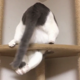 動物,犬,猫,しつけ,飼い方,育て方,病気,健康