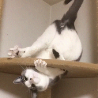 動物,犬,猫,しつけ,飼い方,育て方,病気,健康