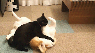 動物,犬,猫,しつけ,飼い方,育て方,病気,健康