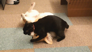 動物,犬,猫,しつけ,飼い方,育て方,病気,健康