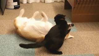 動物,犬,猫,しつけ,飼い方,育て方,病気,健康