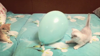 動物,犬,猫,しつけ,飼い方,育て方,病気,健康