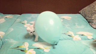 動物,犬,猫,しつけ,飼い方,育て方,病気,健康