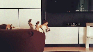 動物,犬,猫,しつけ,飼い方,育て方,病気,健康