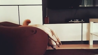 動物,犬,猫,しつけ,飼い方,育て方,病気,健康