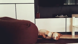 動物,犬,猫,しつけ,飼い方,育て方,病気,健康