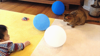 動物,犬,猫,しつけ,飼い方,育て方,病気,健康