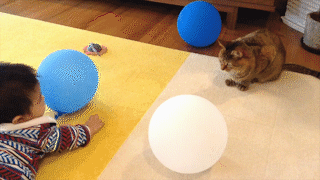 動物,犬,猫,しつけ,飼い方,育て方,病気,健康