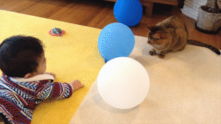 動物,犬,猫,しつけ,飼い方,育て方,病気,健康