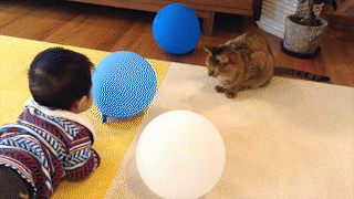 動物,犬,猫,しつけ,飼い方,育て方,病気,健康