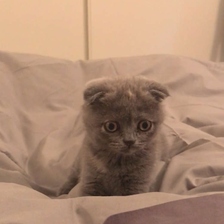 動物,犬,猫,しつけ,飼い方,育て方,病気,健康