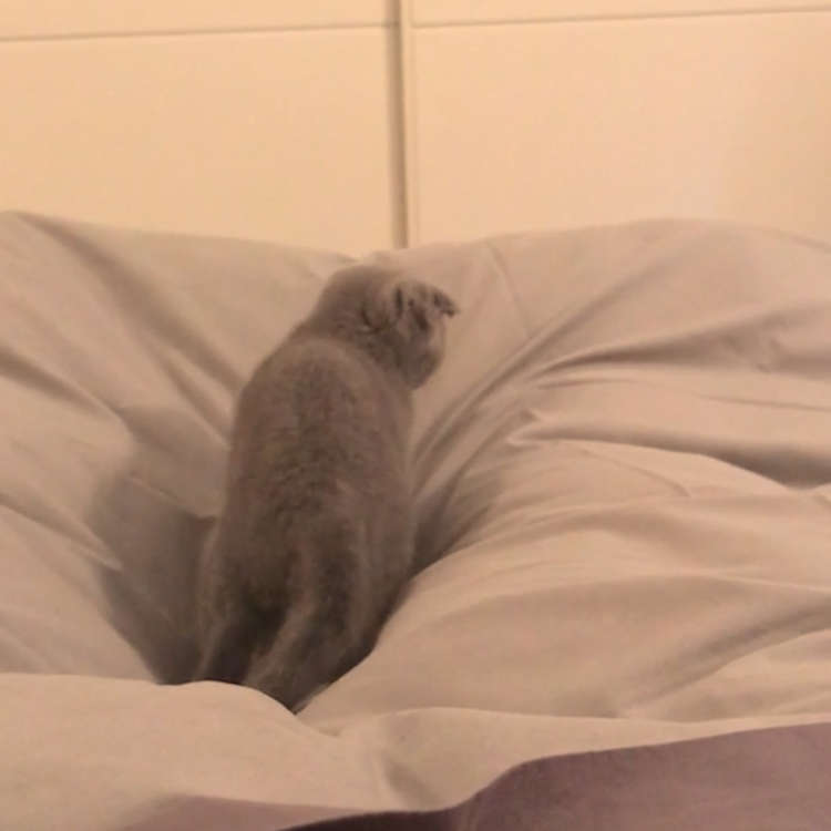 動物,犬,猫,しつけ,飼い方,育て方,病気,健康