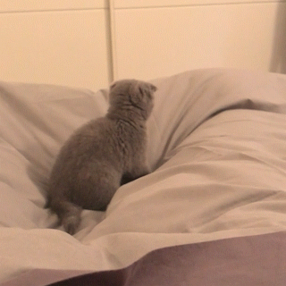 動物,犬,猫,しつけ,飼い方,育て方,病気,健康