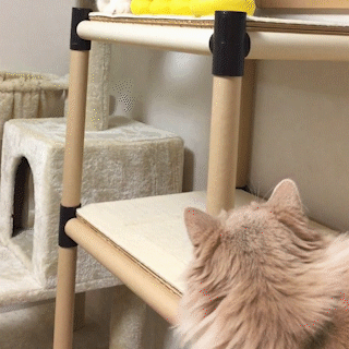 動物,犬,猫,しつけ,飼い方,育て方,病気,健康
