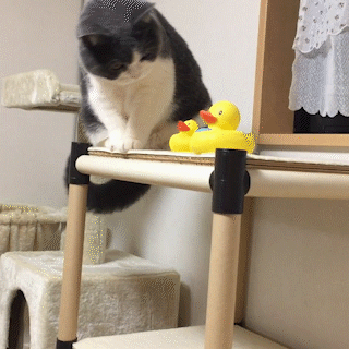 動物,犬,猫,しつけ,飼い方,育て方,病気,健康