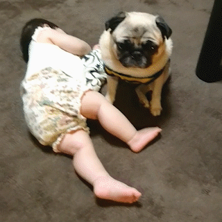 動物,犬,猫,しつけ,飼い方,育て方,病気,健康