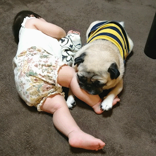 動物,犬,猫,しつけ,飼い方,育て方,病気,健康