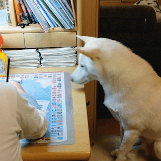 動物,犬,猫,しつけ,飼い方,育て方,病気,健康