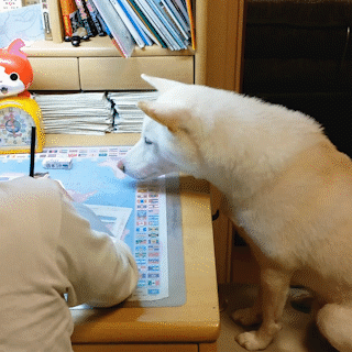 動物,犬,猫,しつけ,飼い方,育て方,病気,健康