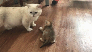 動物,犬,猫,しつけ,飼い方,育て方,病気,健康