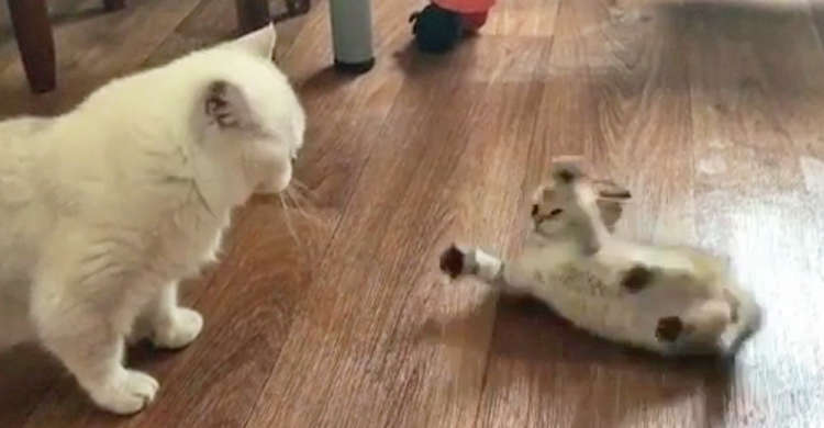 【くるりんコロコロ♪】ママ猫にアクロバティックな『ワザ』を見せる子猫ちゃんが可愛すぎたーッ♡