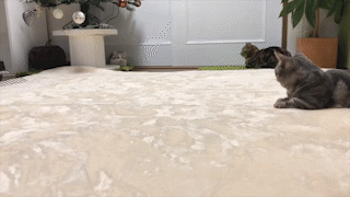 動物,犬,猫,しつけ,飼い方,育て方,病気,健康
